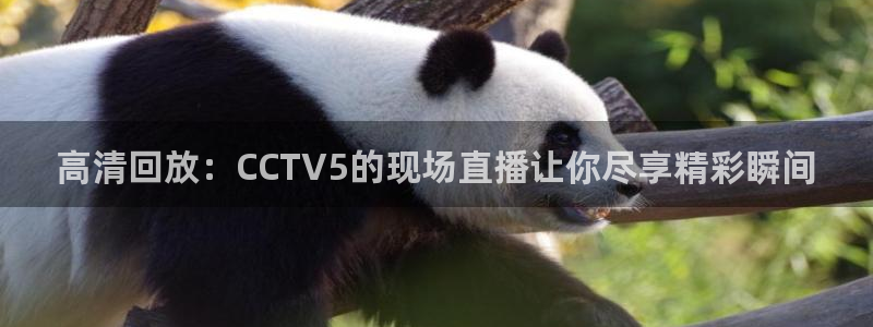 鲸鱼足球体育直播