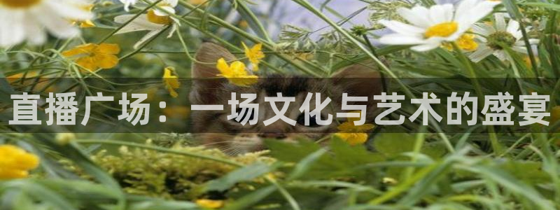 cc67tv鲸鱼体育：直播广场：一场文化与艺术的盛宴